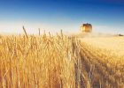 خرید تضمینی گندم از ۵/۱‌میلیون تن گذشت
