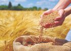 خرید یک میلیون و ۳۵۵ هزار تن گندم در خوزستان