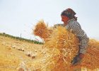 دهقانان ایرانی شریف و نحیف