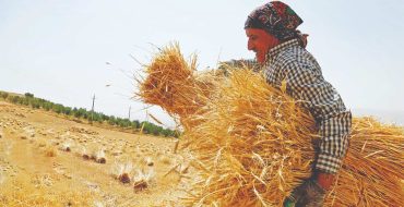 دهقانان ایرانی شریف و نحیف
