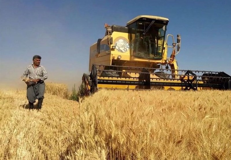 بخشی از مطالبات گندمکاران بهزودی پرداخت میشود بخشی از مطالبات گندمکاران بهزودی پرداخت میشود