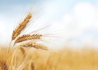 پرداخت ۶/۴‌همت بابت خرید تضمینی گندم به کشاورزان