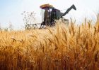 پیش‌بینی تقاضای قوی جهانی برای گندم