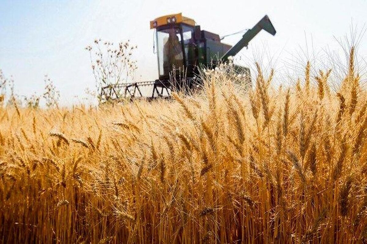 پیش‌بینی تقاضای قوی جهانی برای گندم