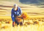 ۳۲ همت طلب گندمکاران پرداخت نشد