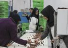 صنعت در جنگ تحمیلی ۱۲روزه، پای تولید ایستاد