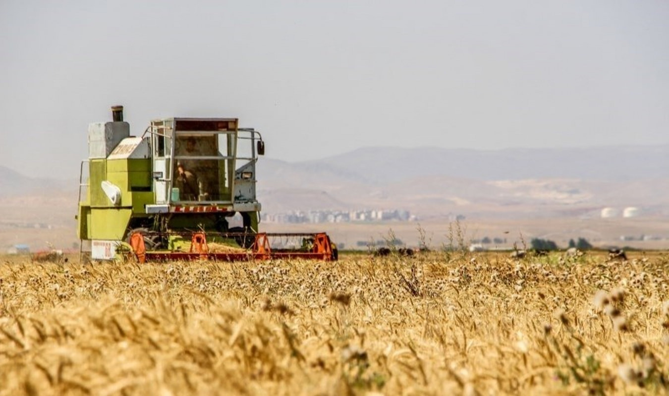 وعده ۱۰ روزه دولت برای تسویه با گندم‌کاران