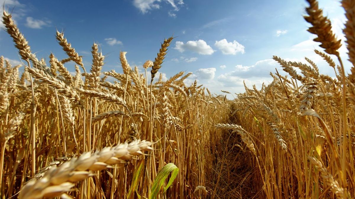 تولید سریع‌تر بذر گندم با کاهش زمان اصلاح