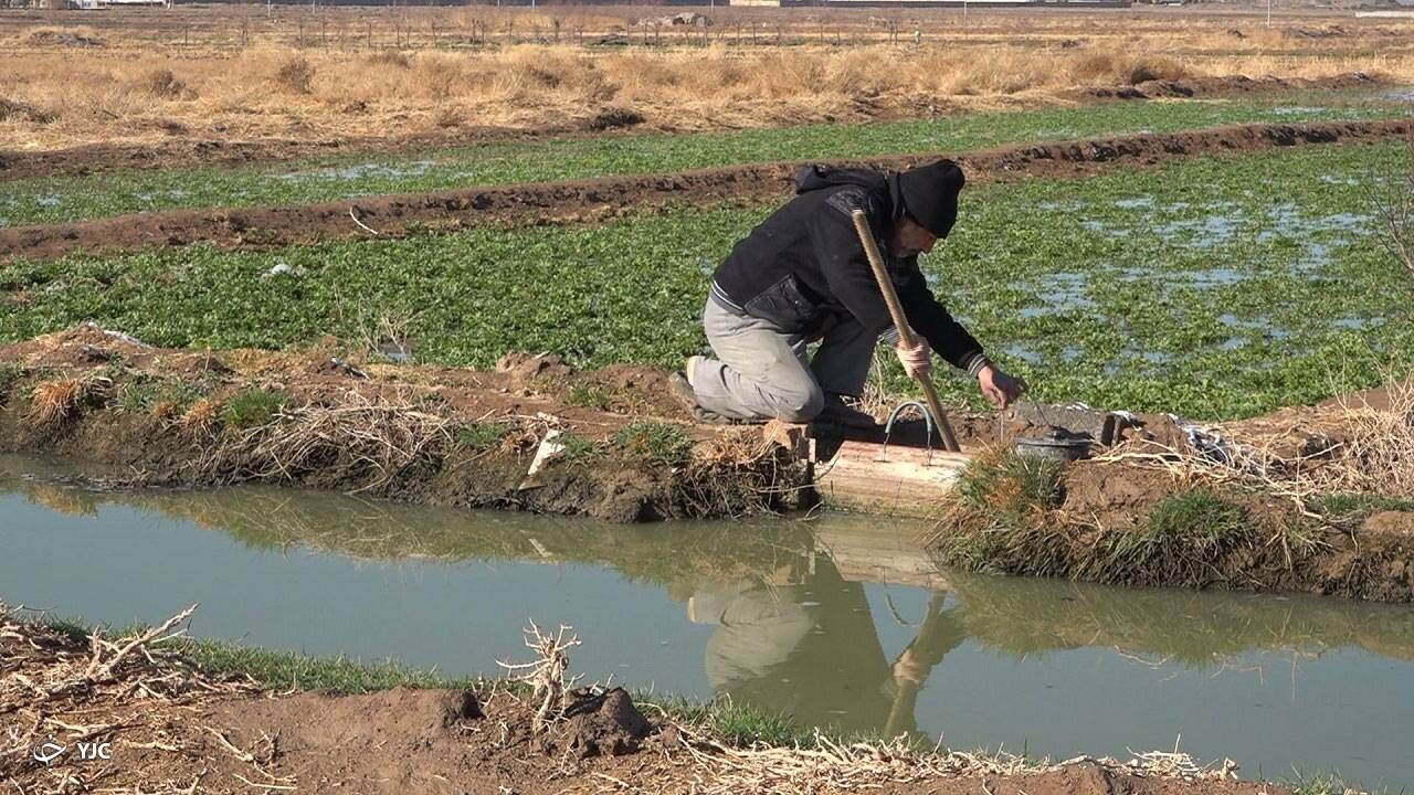 زنگ خطر در کشاورزی ایران؛ نیمی از منابع آبی بدون استفاده مفید از بین میرود زنگ خطر در کشاورزی ایران؛ نیمی از منابع آبی بدون استفاده مفید از بین میرود