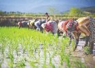 تولید ۸/‏‏۱‌میلیون تن برنج در کشور طی سال جاری