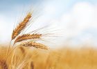 خرید تضمینی گندم از مرز ۶/‏۵‌میلیون‌تن گذشت