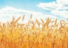 نبرد بر سر قیمت گندم