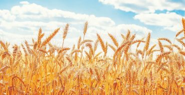 یک بام و دو هوای واردات گندم در ایران