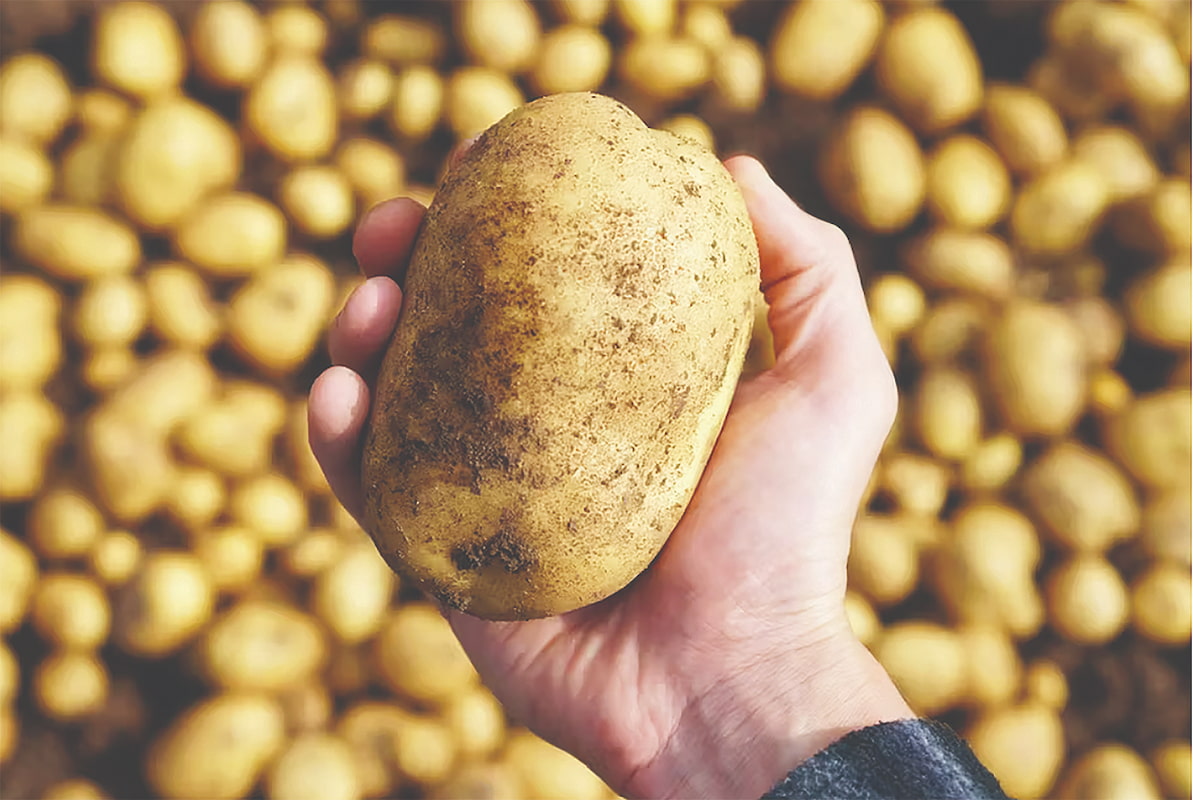 جهش قیمت سیب‌زمینی