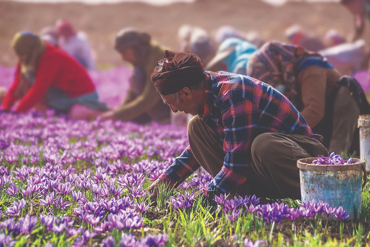 طلای سرخ ایرانی در دست دلالان طلای سرخ ایرانی در دست دلالان