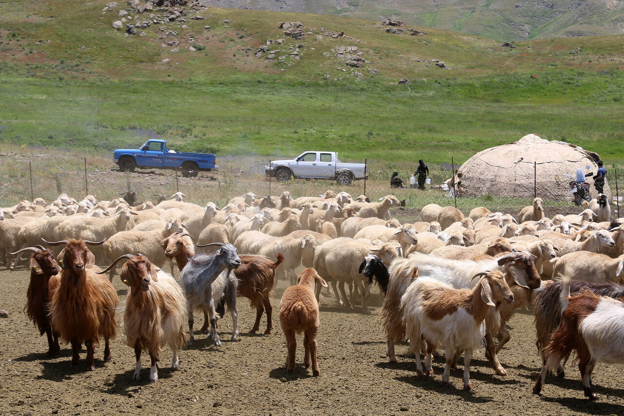 اتحادیه عشایری: آماده تحویل ۱۵ هزار تن گوشت قرمز در قبال نهاده اتحادیه عشایری: آماده تحویل ۱۵ هزار تن گوشت قرمز در قبال نهاده