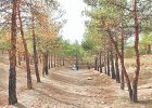 پارک‌های جنگلی تهران در معرض خطر جدی خشکیدگی