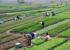 پدافند کشاورزی، ضرورتی برای حفظ امنیت غذایی