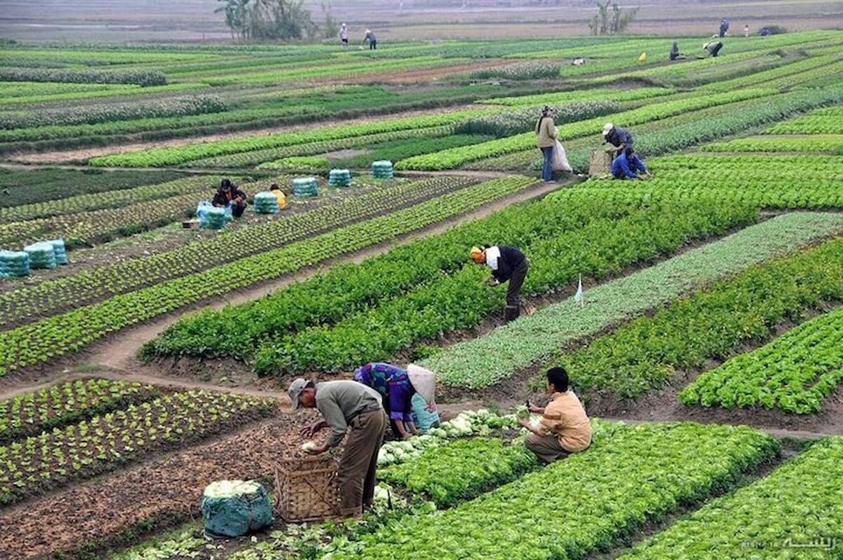 پدافند کشاورزی، ضرورتی برای حفظ امنیت غذایی پدافند کشاورزی، ضرورتی برای حفظ امنیت غذایی