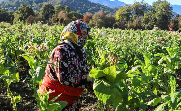 ۶۲ پروژه کشاورزی در گلستان افتتاح شد؛ سرمایه‌گذاری ۳ هزار میلیارد تومانی