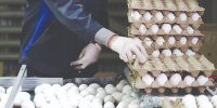 ابهام در قیمت‌گذاری تخم‌مرغ