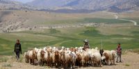 تولید داخل گوشت قرمز رشد کرد؛ واردات همچنان در دستور کار | حمایت از دام داخلی راه حل واقعی است