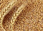 سقوط آزاد قیمت گندم و ذرت