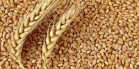 سقوط آزاد قیمت گندم و ذرت