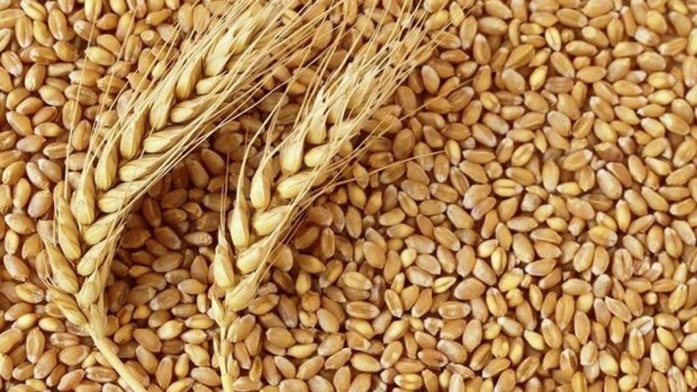 سقوط آزاد قیمت گندم و ذرت