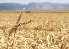 قیمت تضمینی گندم برای کشاورز صرفه اقتصادی ندارد