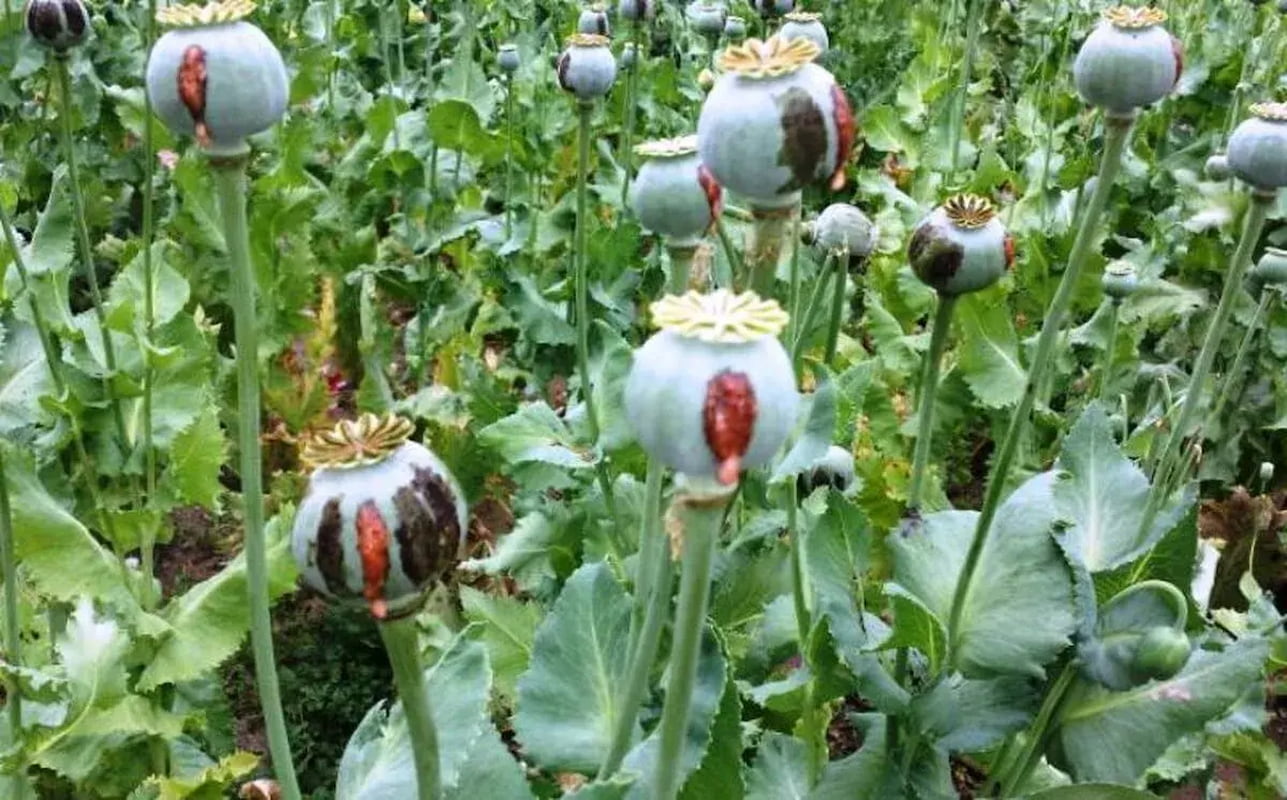مجازات کشت غیرقانونی خشخاش چیست