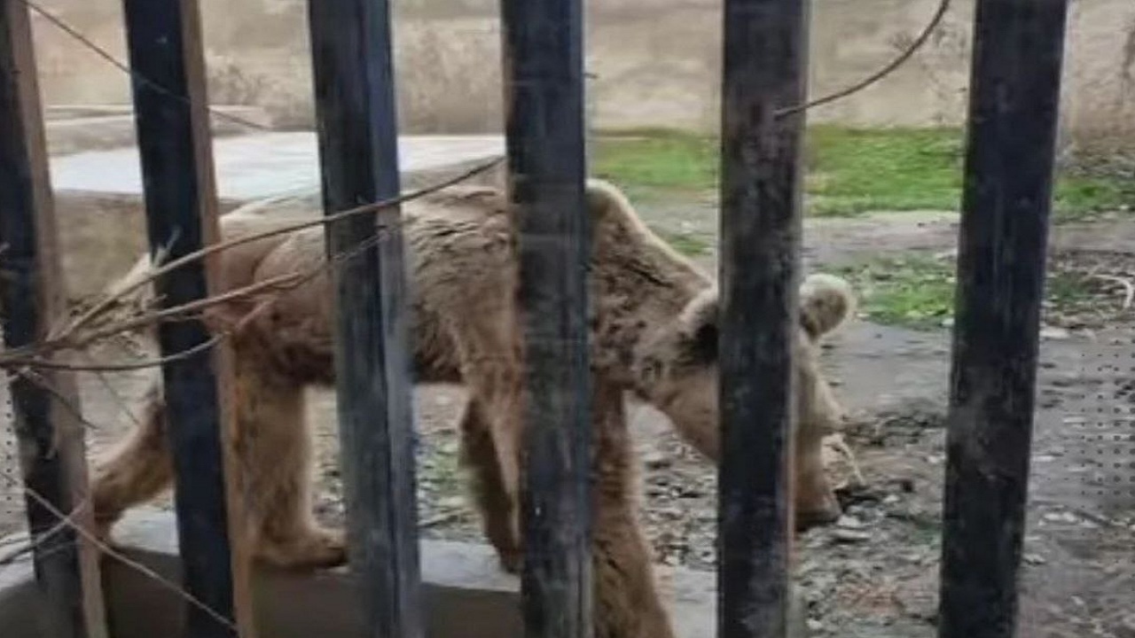 تعلیق فعالیت چهار باغ‌وحش کشور؛ رتبه‌بندی سختگیرانه ادامه دارد