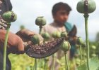 واگذاری کشت خشخاش به بخش خصوصی بزرگ‌ترین اشتباه مدیران