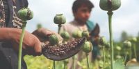واگذاری کشت خشخاش به بخش خصوصی بزرگ‌ترین اشتباه مدیران