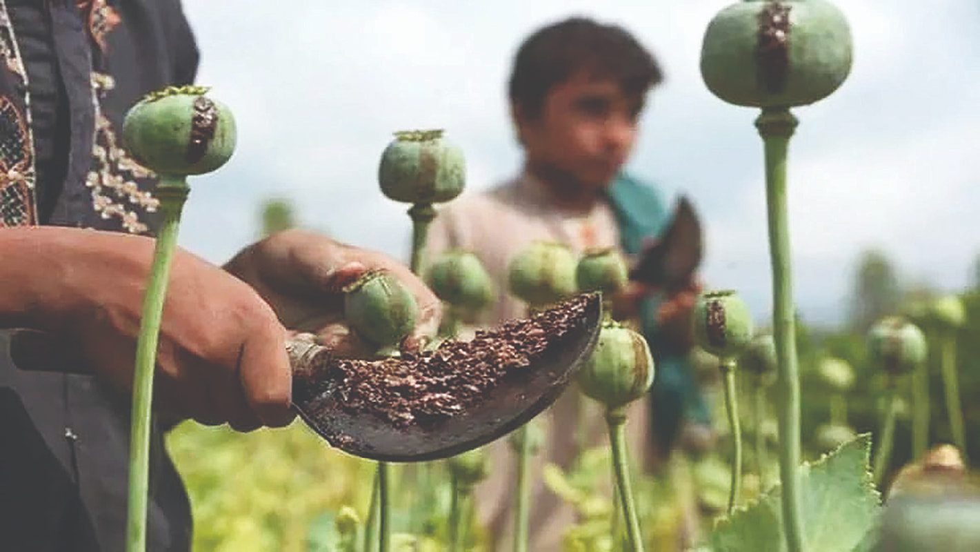 واگذاری کشت خشخاش به بخش خصوصی بزرگ‌ترین اشتباه مدیران
