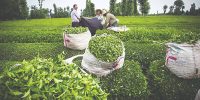 وضعیت چایکاران گیلانی و بازار چای