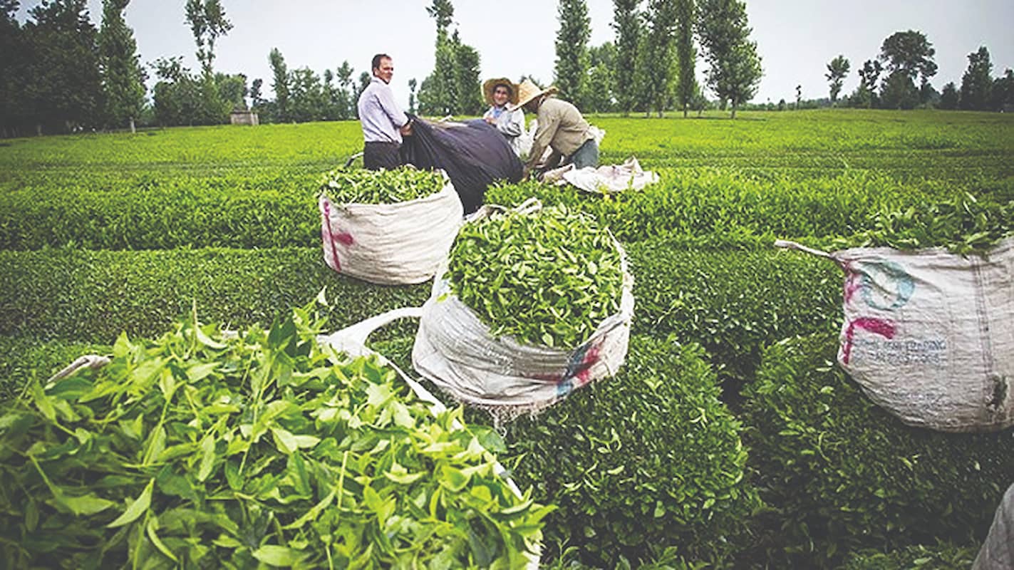 وضعیت چایکاران گیلانی و بازار چای وضعیت چایکاران گیلانی و بازار چای