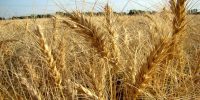 پیشنهاد گندمکاران: ۳۲ هزار و ۵۰۰ تومان برای هر کیلو گندم