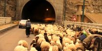 رانندگان مراقب باشند؛ انسداد موقت کندوان به دلیل عبور احشام
