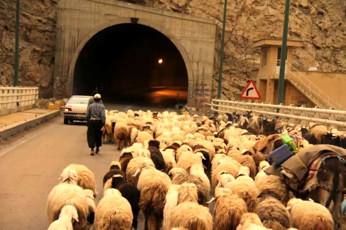 رانندگان مراقب باشند؛ انسداد موقت کندوان به دلیل عبور احشام