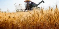 گندمکاران بخوانند؛ اعلام نرخ شناور خرید تضمینی گندم در سال زراعی جدید