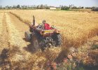 تاخیر در اعلام قیمت تضمینی گندم