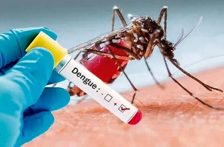 هشدار جولان پشه آئدس در این استان؛ ۷۰ مبتلا به تب دنگی