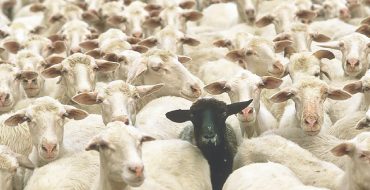 تهدید دام‌های آلوده در کمین سفره‌ها