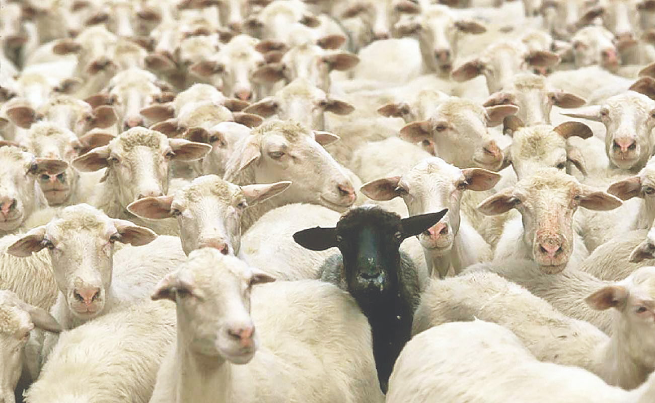 تهدید دام‌های آلوده در کمین سفره‌ها