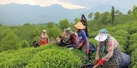 قیمت هر کیلو چای تا ۴۵۰ هزار تومان؛ سهم چای سرگل تنها ۳ درصد