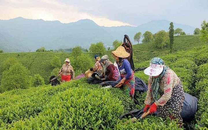 قیمت هر کیلو چای تا ۴۵۰ هزار تومان؛ سهم چای سرگل تنها ۳ درصد قیمت هر کیلو چای تا ۴۵۰ هزار تومان؛ سهم چای سرگل تنها ۳ درصد