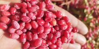 جهش تاریخی قیمت زرشک : از ۴۰ تا ۱۰۰ هزار تومان