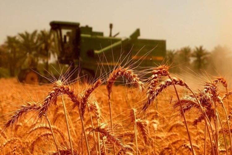 دولت از هر کیلو گندم ۶۳۵ هزار تومان برای بیمه کم میکند؛ واکنش گندمکاران دولت از هر کیلو گندم ۶۳۵ هزار تومان برای بیمه کم میکند؛ واکنش گندمکاران