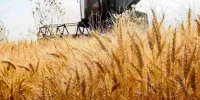 شورای قیمت‌گذاری خبرداد؛ تصویب نرخ جدید خرید گندم